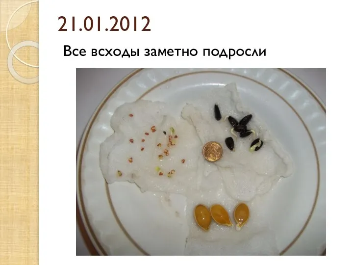 21.01.2012 Все всходы заметно подросли