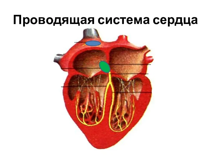 Проводящая система сердца