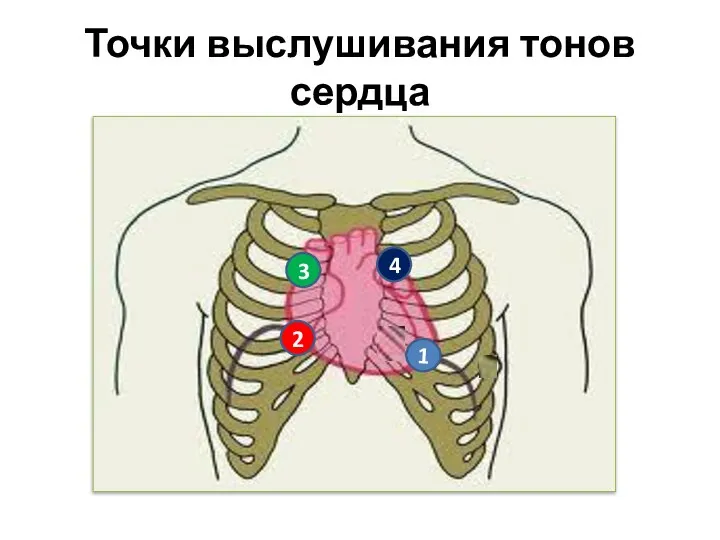 Точки выслушивания тонов сердца 1 2 3 4