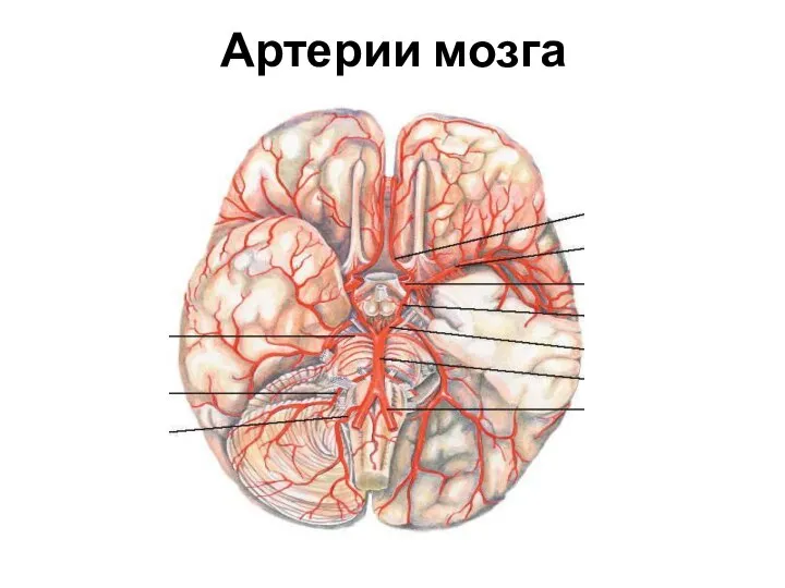 Артерии мозга