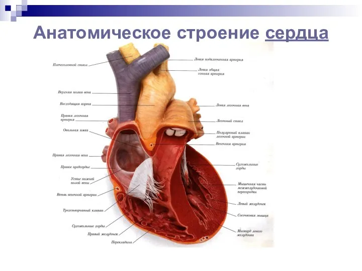 Анатомическое строение сердца