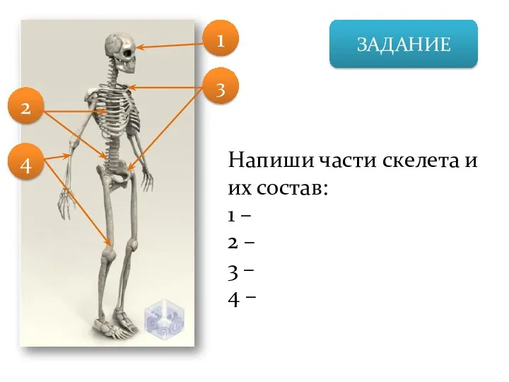 ЗАДАНИЕ Напиши части скелета и их состав: 1 – 2 –