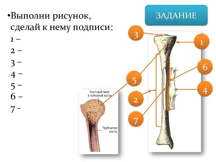 ЗАДАНИЕ Выполни рисунок, сделай к нему подписи: 1 – 2 –