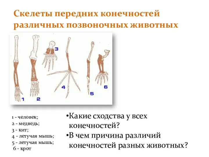 Скелеты передних конечностей различных позвоночных животных 1 - человек; 2 -