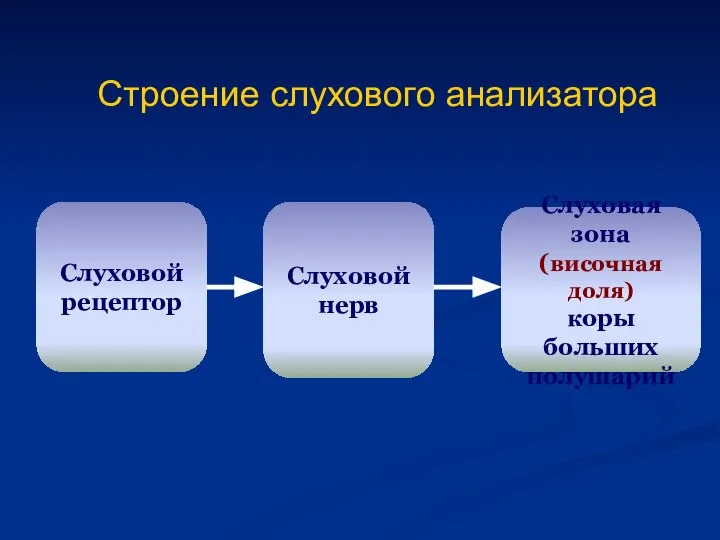 Строение слухового анализатора Слуховой рецептор Слуховой нерв Слуховая зона (височная доля) коры больших полушарий