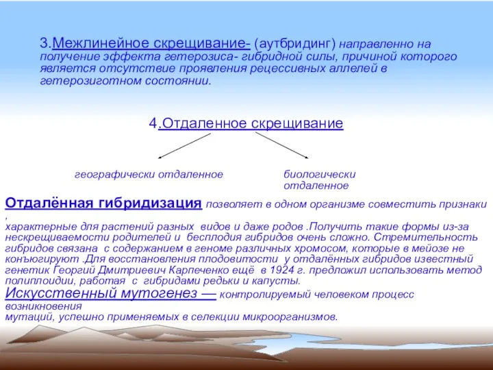 3.Межлинейное скрещивание- (аутбридинг) направленно на получение эффекта гетерозиса- гибридной силы, причиной