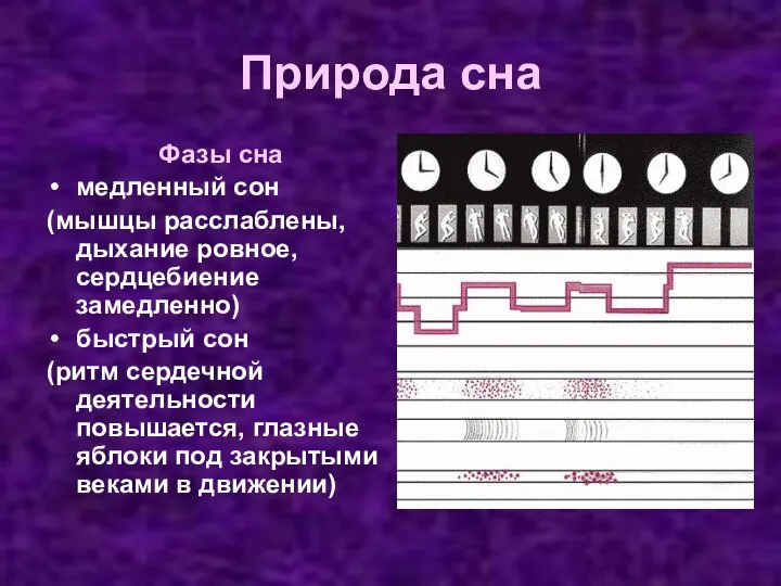 Природа сна Фазы сна медленный сон (мышцы расслаблены, дыхание ровное, сердцебиение