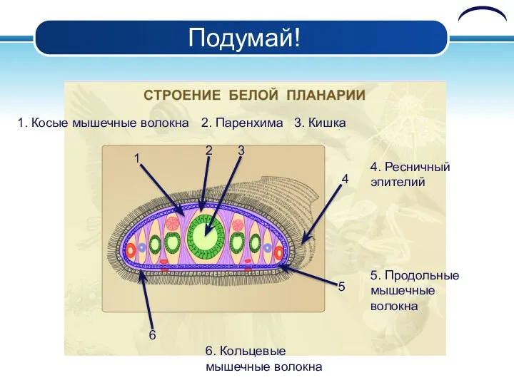 Подумай! 1 2 3 4 5 6 1. Косые мышечные волокна