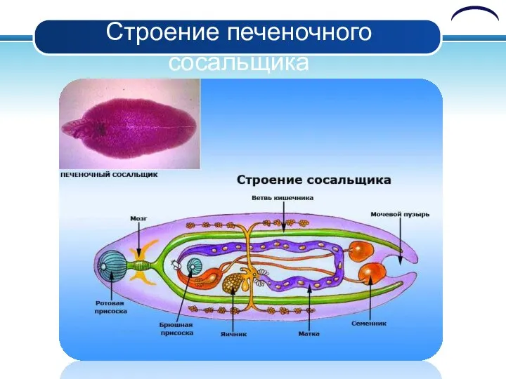 Строение печеночного сосальщика