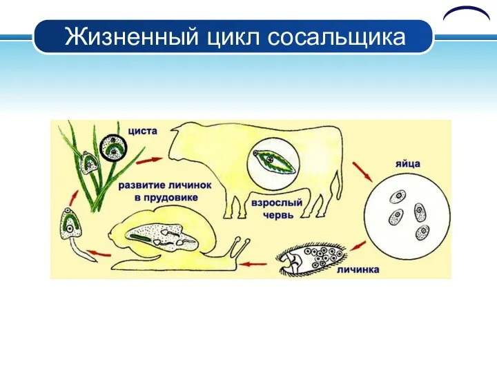 Жизненный цикл сосальщика