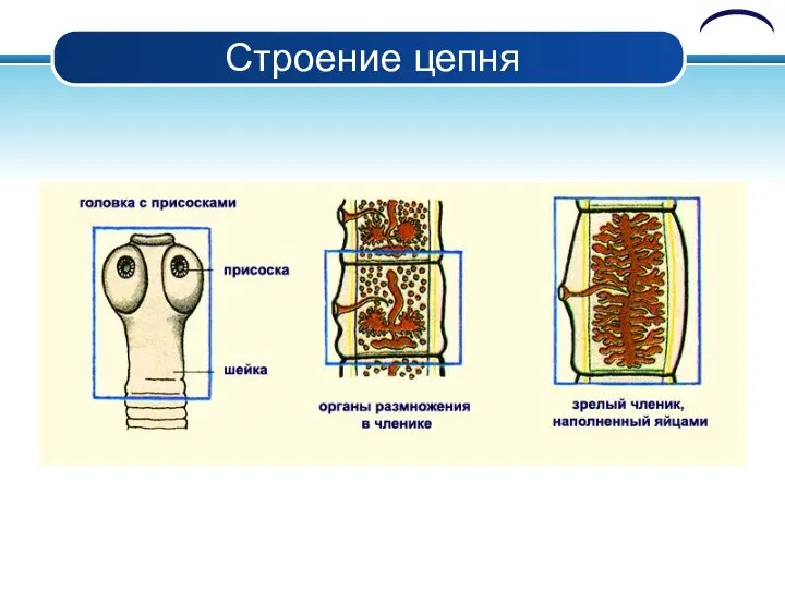 Строение цепня