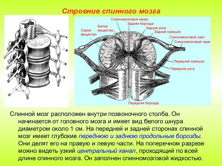 Строение спинного мозга Спинной мозг расположен внутри позвоночного столба. Он начинается