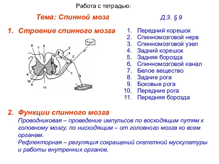 Тема: Спинной мозг Д.З. § 9 Работа с тетрадью: Строение спинного