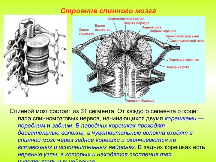 Строение спинного мозга Спинной мозг состоит из 31 сегмента. От каждого