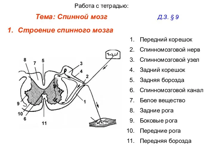 Тема: Спинной мозг Д.З. § 9 Работа с тетрадью: Строение спинного