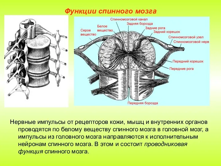 Функции спинного мозга Нервные импульсы от рецепторов кожи, мышц и внутренних