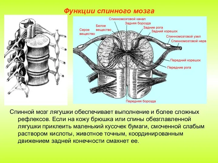 Функции спинного мозга Спинной мозг лягушки обеспечивает выполнение и более сложных