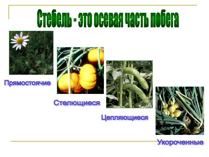 Стебель - это осевая часть побега Прямостоячие Стелющиеся Цепляющиеся Укороченные