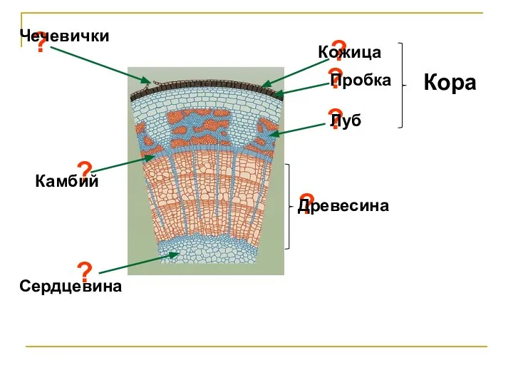 ? Кожица ? Пробка ? Луб Кора ? Камбий ? Древесина ? Сердцевина ? Чечевички