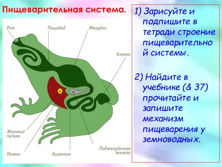 Пищеварительная система. 1) Зарисуйте и подпишите в тетради строение пищеварительной системы.