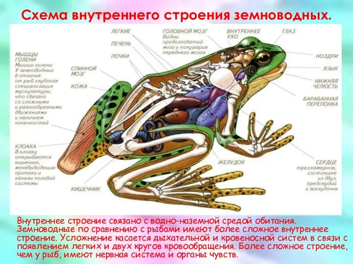 Схема внутреннего строения земноводных. Внутреннее строение связано с водно-наземной средой обитания.