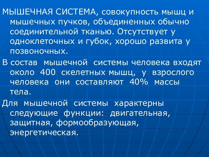 МЫШЕЧНАЯ СИСТЕМА, совокупность мышц и мышечных пучков, объединенных обычно соединительной тканью.