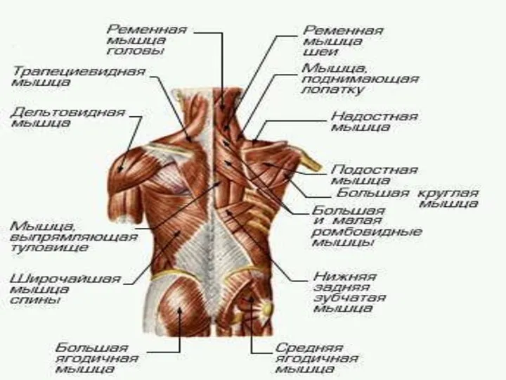 МЫШЕЧНАЯ СИСТЕМА МЫШЕЧНАЯ СИСТЕМА, совокупность мышц и мышечных пучков, объединенных обычно