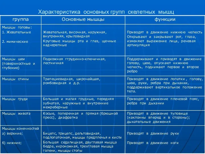 Характеристика основных групп скелетных мышц