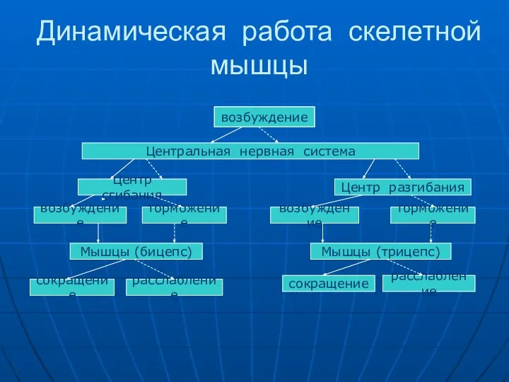 Динамическая работа скелетной мышцы возбуждение Центральная нервная система Центр сгибания Центр