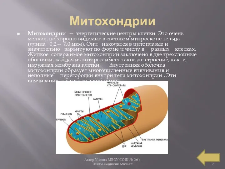 Автор Ученик МБОУ СОШ № 26 г. Пензы Лощинин Михаил Митохондрии