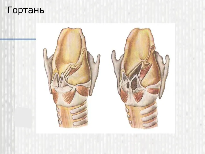 Гортань