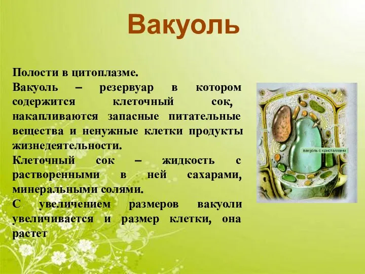 Вакуоль Полости в цитоплазме. Вакуоль – резервуар в котором содержится клеточный