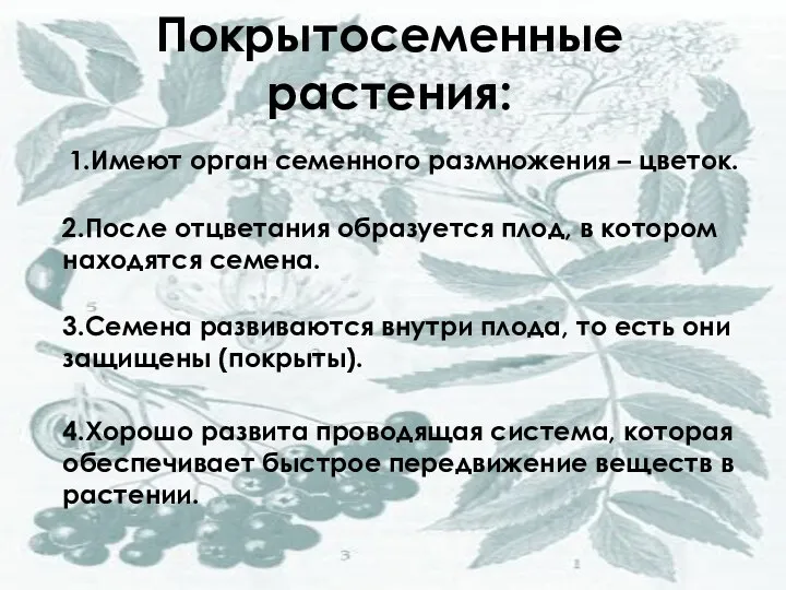 Покрытосеменные растения: 1.Имеют орган семенного размножения – цветок. 2.После отцветания образуется