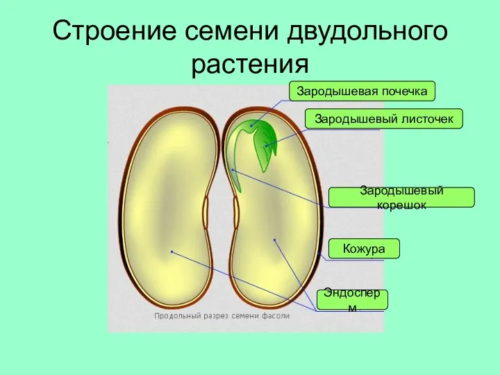 Строение семени двудольного растения Кожура Эндосперм Зародышевый корешок Зародышевый листочек Зародышевая почечка