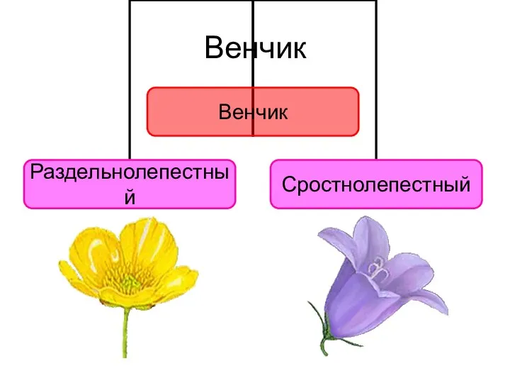 Венчик