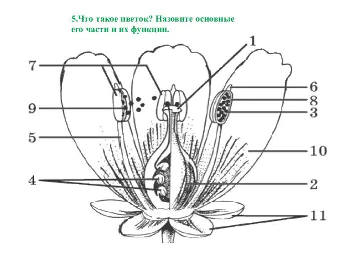 5.Что такое цветок? Назовите основные его части и их функции.