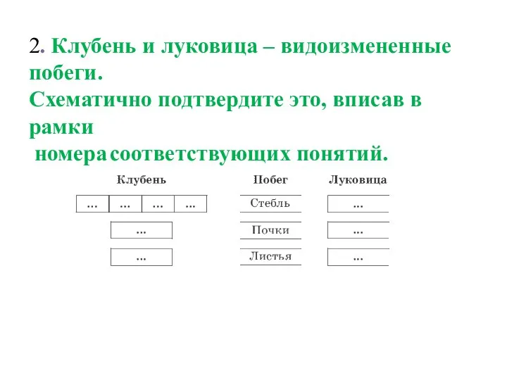 2. Клубень и луковица – видоизмененные побеги. Схематично подтвердите это, вписав в рамки номера соответствующих понятий.