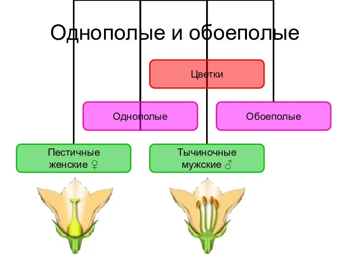 Однополые и обоеполые