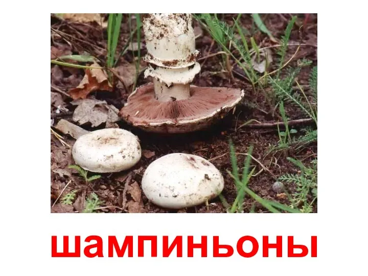 шампиньоны