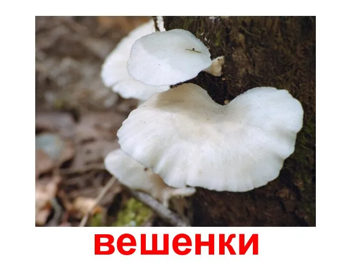 вешенки