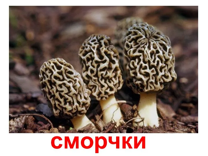 сморчки