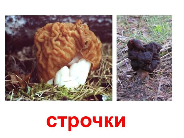 строчки