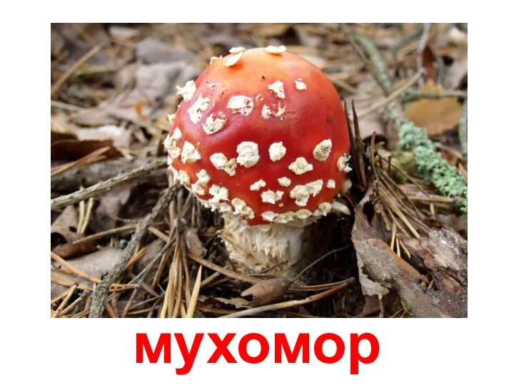 мухомор