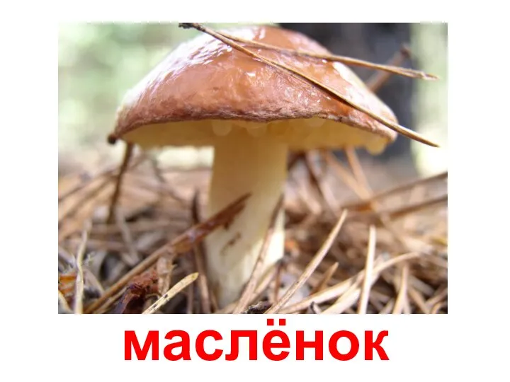 маслёнок