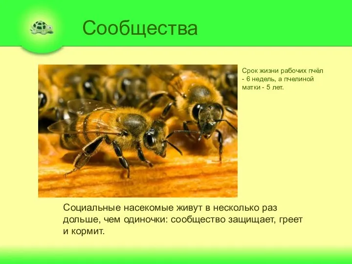 Сообщества Социальные насекомые живут в несколько раз дольше, чем одиночки: сообщество