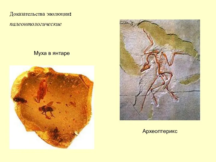Доказательства эволюции: палеонтологические Археоптерикс Муха в янтаре