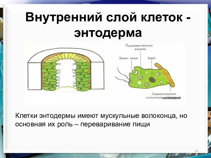 Внутренний слой клеток - энтодерма Клетки энтодермы имеют мускульные волоконца, но