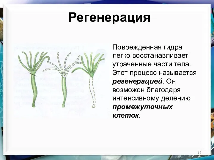 Регенерация Поврежденная гидра легко восстанавливает утраченные части тела. Этот процесс называется