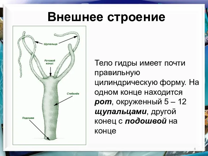 Внешнее строение Тело гидры имеет почти правильную цилиндрическую форму. На одном