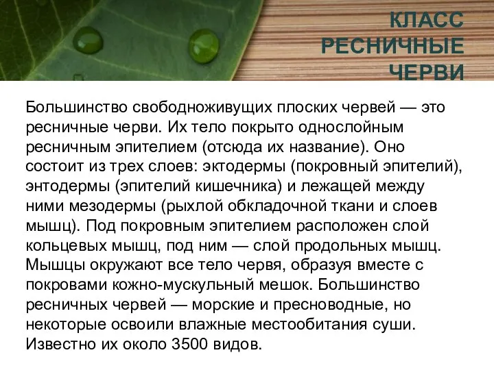 КЛАСС РЕСНИЧНЫЕ ЧЕРВИ Большинство свободноживущих плоских червей — это ресничные черви.